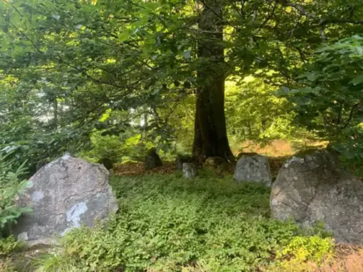 Låga gravstenar under träden på Ekeröds gravfält i Skåne