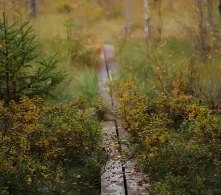 Gerumsberget i Östra Gerum, där Gerumsmanteln hittades i Hjortamossen