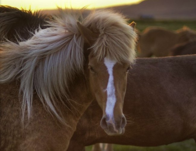 Hällstad Islandshästar – Turridning