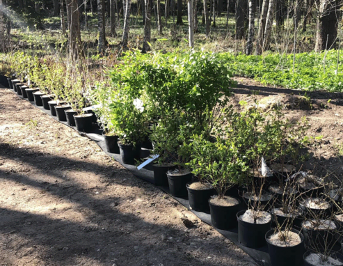 Kaffestugan i Alphems Arboretum - Grönska och odlingar Rader av planterade buskar i krukor vid Kaffestugan i Alphems Arboretum, omgivna av skog.