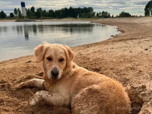 Hund vilar på sandstranden vid den hundvänliga badplatsen Sturebadet i Åsarp
