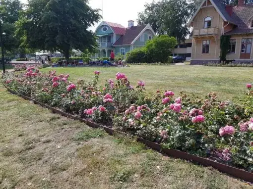 Rosa rosor blommar framför äldre trävillor i Hjo stadspark.