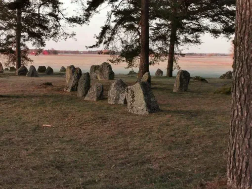Resta stenar och domarringar bland tallarna på Brakelunds järnåldersgravfält i Hasslösa. Foto: Lokal Helhet
