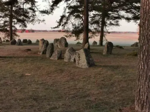 Resta stenar och domarringar bland tallarna på Brakelunds järnåldersgravfält i Hasslösa. Foto: Lokal Helhet